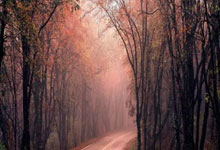 双方拼尽全力，场上交锋搏尽全力：热血赛场的荣耀与承诺