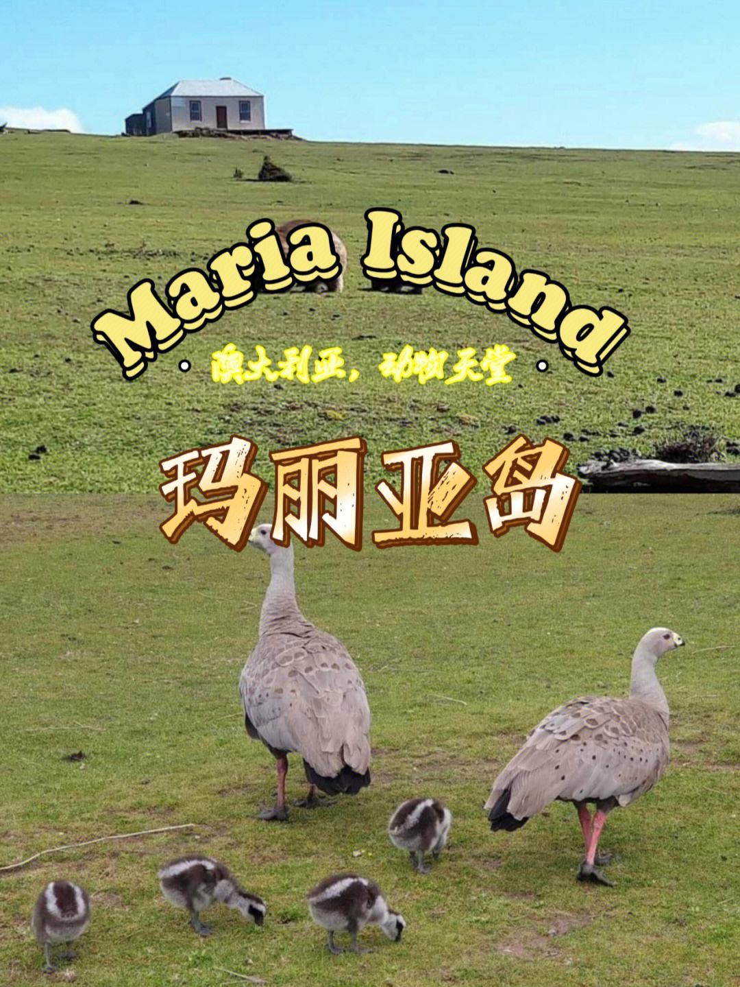 B体育app-包含塔斯马尼亚联主帅强调团队配合，迎战欧洲劲旅的词条